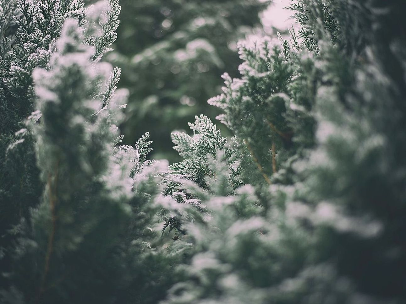 Artisan pick